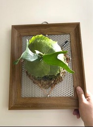 圓盾鹿角蕨 側芽