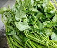 jual kangkung air/kangkung lombok segar perikat