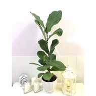 FICUS BAMINO (FIDDLE FIG)