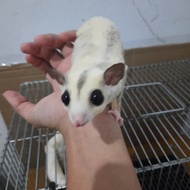 Sugar Glider True Platinum Mozaik (TPM)