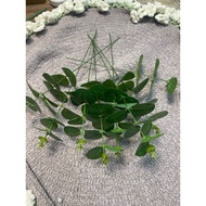 Apple leaves, eucalyptus leaves, decorative painting, 1 branch