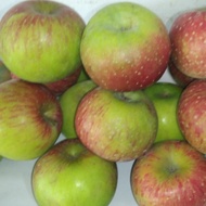 Buah apel/apel malang segar 1 kg