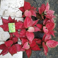 Aglaonema red anjamani Promo