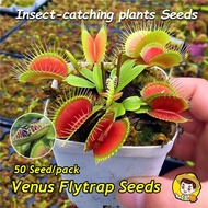 50Seeds High Quality Venus Flytrap Seeds Fly Trap Funny Plants Seeds Bonsai Seeds for Gardening Venu