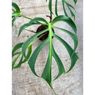 Monstera Burle Marx Flame 🔥 Live Plant Pokok