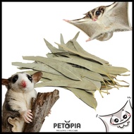 Eucalyptus Leaf [50g] | PETOPIA Sugar Glider Bedding