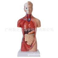 28CM Torso Model Human Anatomy Model Muscle Anatomy Model Factory Direct Sales