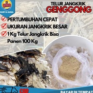 Jangkrik Genggong Jual telur Jangkrik Genggong Ready