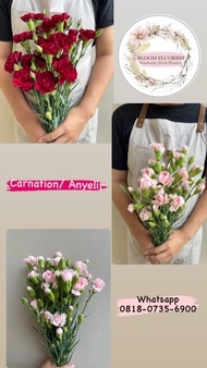 SHOP IT!!!- CARNATION ANYELIR BUNGA POTONG FRESH BUNGA SEGAR TANGERANG BSD GS