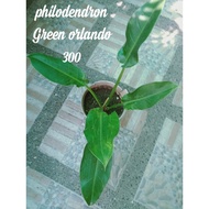 philodendron green orlando