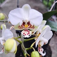 精選株 Phal. stuartiana 史塔基蝴蝶蘭 (罕見~斑點密集~色相分明~花梗分叉)個體極優