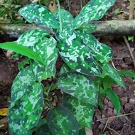 Aglaonema pictum tricolor / sri rezeki