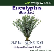 Eucalyptus Baby Blue (0.05gm Approx 12 sds, With Chaff) (Perennial) Flower Seeds Wellgrow Seeds