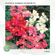 Benih Bibit Biji - Bunga Begonia Summer Rainbow F2 Flower Seeds -