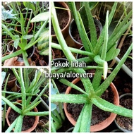 pokok lidah buaya/ aloevera