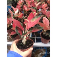 seeds Aglaonema Red Suksom Live Plants With Soil And Pot flNU