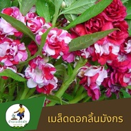 เมล็ดพันธุ์ดอกเทียนคละสี ดอกเทียนสีแดง ดอกเทียนสีม่วง ดอกเทียนฝรั่ง
