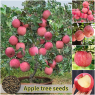 ปลูกง่าย เมล็ดสด100% เมล็ดพันธุ์ แอปเปิล บรรจุ 50เมล็ด Bonsai Apple Seeds Fruit Seeds for Planting เมล็ดแอปเปิ้ลทรี บอนสี เมล็ดผลไม้ ต้นไม้ผลกินได้ เมล็ดพันธุ์ผัก พันธุ์ไม้ผล บอนไซ ต้นบอนสี เมล็ดบอนสี ต้นผลไม้ ต้นไม้แคระ ผลไม้อร่อย เมล็ดดอกไม้ Plants