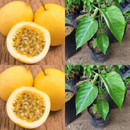 bibit markisa manis