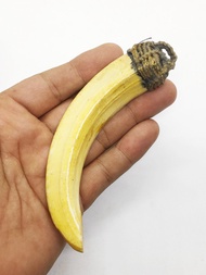 เขี้ยวหมูตัน เขี้ยวหมูป่า ขนาดประมาณ 4.8 นิ้ว ถักเชือกล้อม /Toned pigs tusk wild boars tusk about 4.