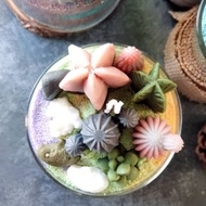 【 DIY 材料包 多肉盆栽蠟燭】韓國香氛 天然植物蠟 親子DIY手作