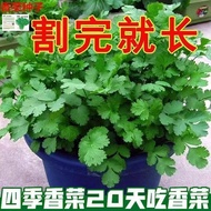 Coriander Seed Coriander Seed Seasoning New Product Edible Braised Seasoning Coriander Four Seasons 