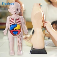 Koolsoo Human Body Puzzle Body Parts Organs 3D Puzzle Toys with 14 Pieces Model for Kids