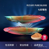 Red Dragon Freshwater Medium Large-Scale Lucky Golden Arowana Feng Shui Fish Fortune Colorful Orname