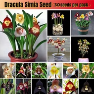 100% Fresh 30pcs Mixed Species Dracula Simia Seeds for Sale Rare Monkey Face Orchid Flower Seeds for