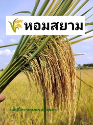 #ข้าวหอมสยาม ✅5 KG. (คัดเมล็ดพิเศษ)#ข้าวเจ้าหอมสยาม นาปีต้นเตี้ย พันธุ์แท้100%"