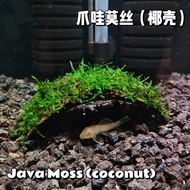 GOS Aquatic Plant Java Moss(Coconut)