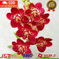 ( KNOP / SPIKE ) ANGGREK DENDROBIUM MEISHA-sudah Knop/Spike-DENDROBIUM Murah