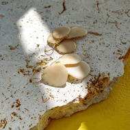 14kgf 米白色 x 黃色 象牙果耳環 / 耳夾