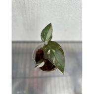 Philodendron Red Anderson