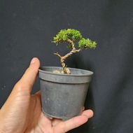 bonsai cucur atap mini for beginner