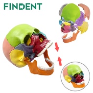 1 Set 4D Disassembled Color Skull Anatomical Model Detachable Medical Teachi