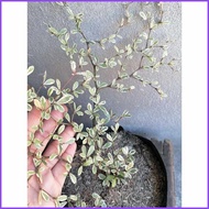 Variegated)Jf.African|gg?Talisay`d;Live&e;outdoor&f;garden&S;decor&u;in&g;seed ling bag