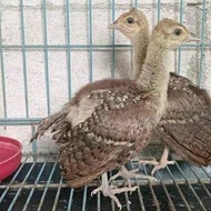 bibit merak biru india anakan