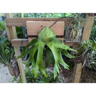 Platycerium horn suprise (Darwin) 8 June 25