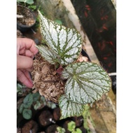 Tanaman Begonia Yoshimura / Begonia U400