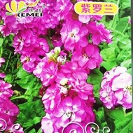 紫羅蘭種子芳香重瓣四桃克草桂花籽可切花陽臺室外盆栽春秋季播種