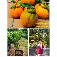 ss bibit tanaman jeruk dekopon berbuah / berbunga - jeruk dekopon