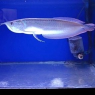 ikan arwana silver serat merah