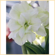 AMARYLLIS PLANT BULB ∆ ◧