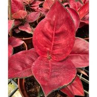 Aglaonema Chinese Evergreen Eastern Red Indoor House Home Potted Plant