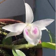 [Viện Nghiên Cứu Di Chuyền Nông Nghiệp] Phi điệp củ chi lan phi điệp 5ct củ chi