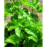 BRAZIL SPINACH /POKOK BAYAM BRAZIL / ALTERNANTHERA SISSOO /  SISSOO SPINACH / 菠菜