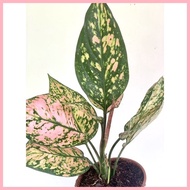 ◹ ✁ ❧ Aglaonema Pink Valentine
