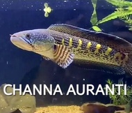 CHANNA COBRA (AURANTIMACULATA) INDIA IMPORTED 5/6" 🔥🔥🔥