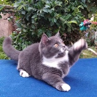 REDI STOK KAKAK SIAP KIRIM kucing munchkin british shorthair / kucing